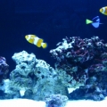 fish pics