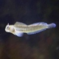 Zebra Blenny