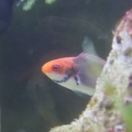 Clown Fairy Wrasse