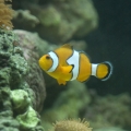clownfishy