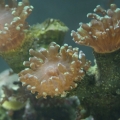 FrogSpawn Coral