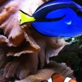 gotta find nemo!