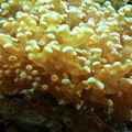 Frogspawn coral