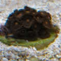 brown_zoa