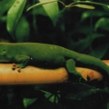 Giant Madigascar Day Gecko