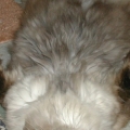 my cat