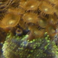 Tang fin