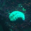 lettuce nudibranch