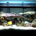 40_gal_tank