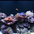 65 Gallon FT