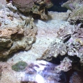 New Corals on new tank