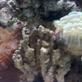 Green Bubble Coral