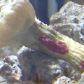 Trumpet Coral