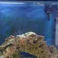29 Gallon Euro Bow Front