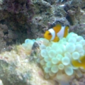 newfish