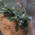 Green Basket Starfish