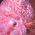 my fish has Dropsy and iam trying to save him. If you know anything that co