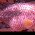 my fish has Dropsy and iam trying to save him. If you know anything that co
