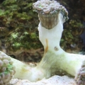 Updated 72 gal  reef tank