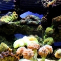 Updated 72 gal  reef tank