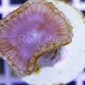 Cinnamon Palythoa Grandis