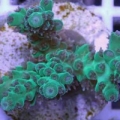 Tri-Color Tortuosa Acropora