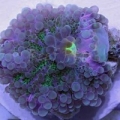 Purple / Green Yuma Ricordea