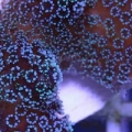 Stylophora Acropora
