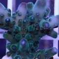 Tri-Color Tortuosa Acropora