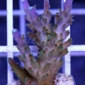 Tri-Color Valida Acropora