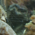 galaxia coral attacking