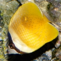 Another shot of my Sunburst (Kline's) Butterflyfish