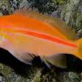 Red Stripe Anthias