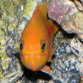red stripe anthias