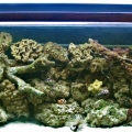my 55gal tank