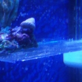 homemade CD cover frag rack w/ dying purple digitata