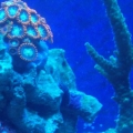 Green Acro & Fireball Zoas
