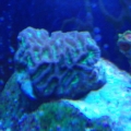 green favia