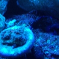 chalice and mandarin goby