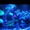 tank4moonlight