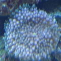 fish_020