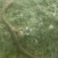 hitchiker
