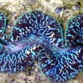 Tridacna Maxima Clam 7&quot; Clams On Demand