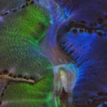 Bi-Color Clam