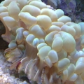 Green Bubble Coral