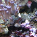 Zoanthids