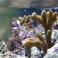 Montipora Digitata