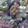 More Zoas