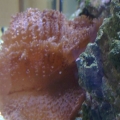 Fuzzy Mushrooms and Cardinal Fish