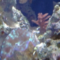 Deresa Clam